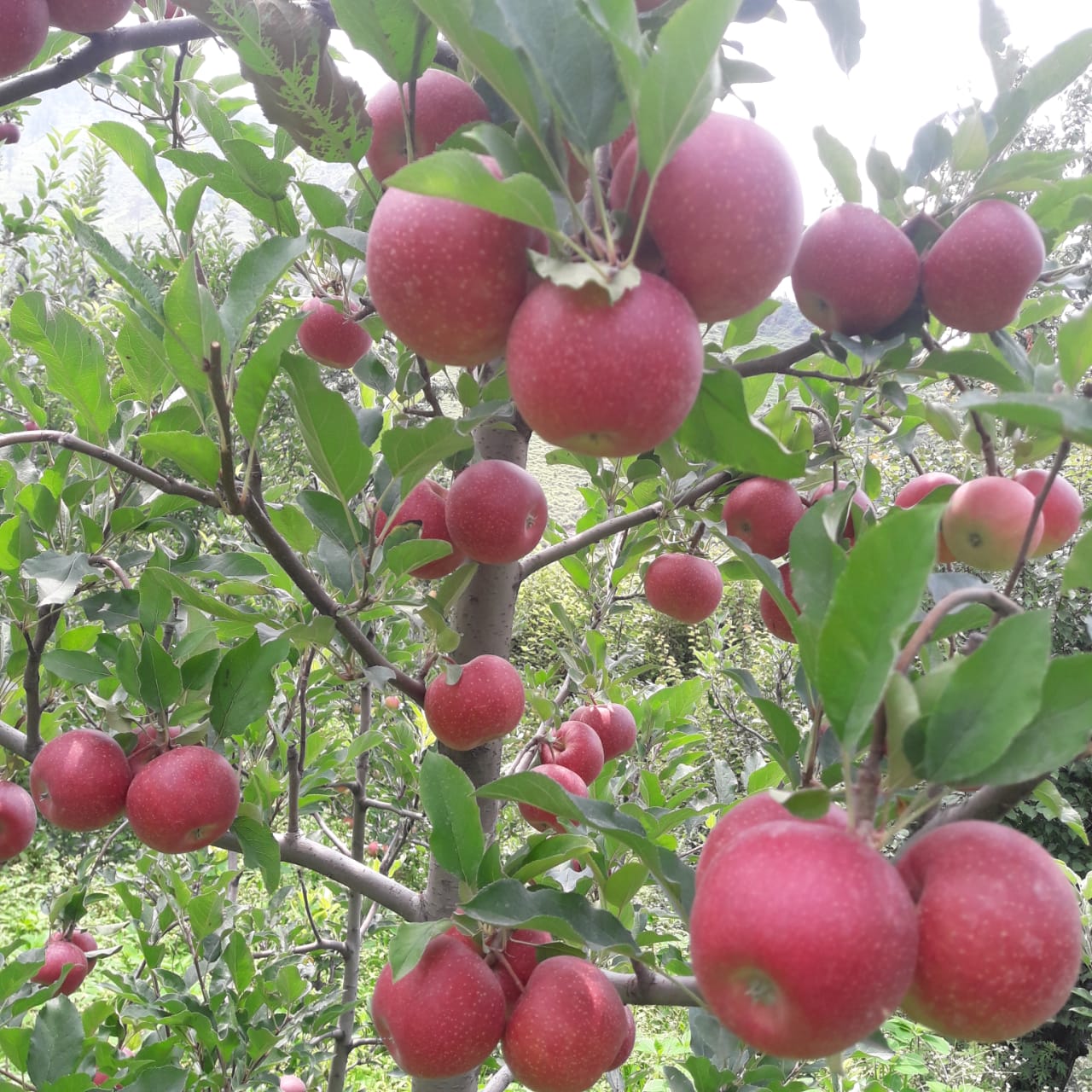 2 Interesting details you did not know about Apples in India